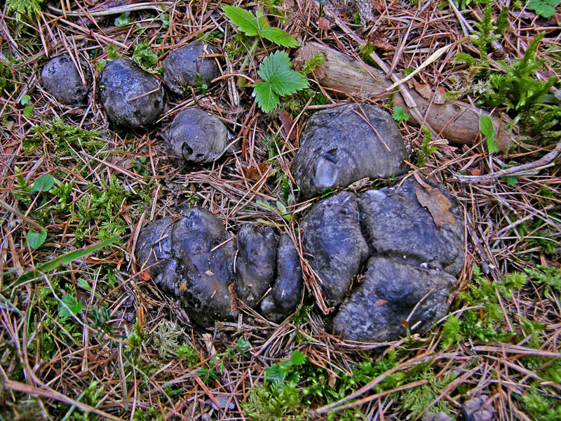 Qualcosa si muove...